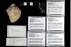 Foto (Objekt + Etikett) von Brachyura indet.  (NHMW-GEO-2014-0194-0794d)